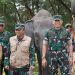 Way Kambas Ubah Cara Hadapi Gajah: Lebah Jadi Penjaga, Mahot Belajar ke Thailand