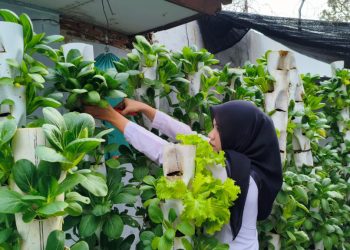 Berkebun Kreatif dengan Vertikultur, Lahan Terbatas Tetap Produktif