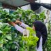 Berkebun Kreatif dengan Vertikultur, Lahan Terbatas Tetap Produktif