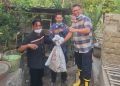 Dua Hari Bikin Kacau, Berang-Berang Santap Ikan dan Usir Itik dari Kandang
