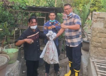 Dua Hari Bikin Kacau, Berang-Berang Santap Ikan dan Usir Itik dari Kandang