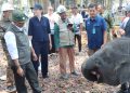 TN Way Kambas Perkuat Pembatas Kawasan, 150–170 Gajah Jadi Fokus Perlindungan