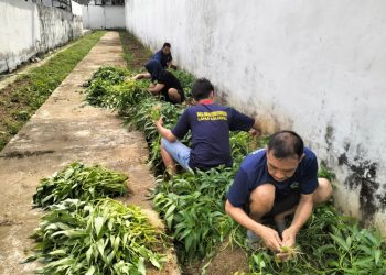 WBP Lapas Kalianda Rawat Tanaman dan Panen Kangkung, Latih Kemandirian