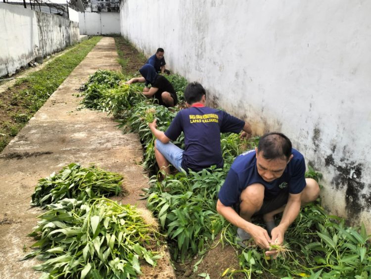 WBP Lapas Kalianda Rawat Tanaman dan Panen Kangkung, Latih Kemandirian