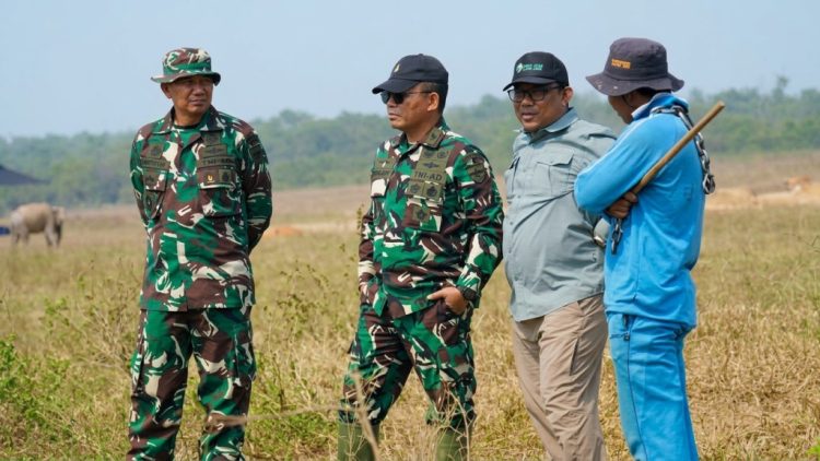 Tim Thailand Turun Tangan, Gajah Way Kambas Mulai Dilatih Hidup Bebas Berkelompok