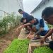 Dukung Ketahanan Pangan, Warga Binaan Lapas Kalianda Dibekali Keterampilan Bertani